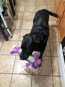 Jenna Deprey's black lab happily walking around their kitchen with a purple toy.