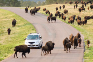 A heard of dozens of buffalo crossing a road in front of a minivan in Custer State Park in South Dakota.