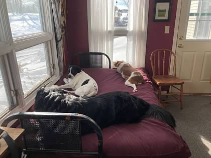 Edna Perkins' three dogs Hero, Penny, and Maggie looking out the window at glistening white snow.