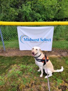 Happy yellow lab covered by pet insurance in front of Midwest Select Insurance Group banner at little league baseball field.