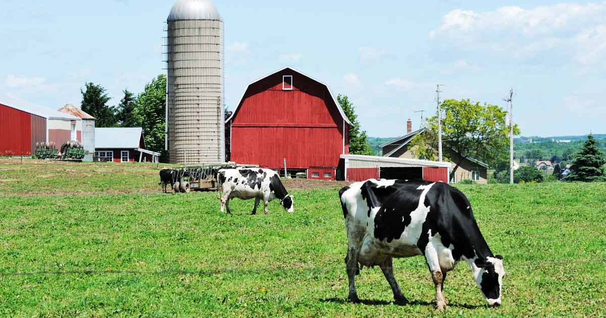 Farm Insurance Wisconsin cows on a farm